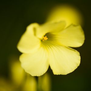 Preview wallpaper oxalis, flower, petals, macro, yellow