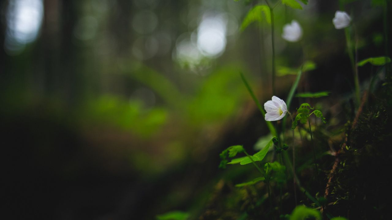 Wallpaper oxalis, flower, petals, grass, blur