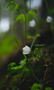 Preview wallpaper oxalis, flower, petals, grass, blur