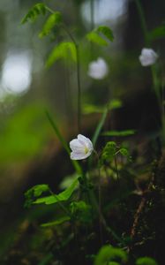 Preview wallpaper oxalis, flower, petals, grass, blur