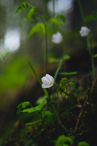 Preview wallpaper oxalis, flower, petals, grass, blur