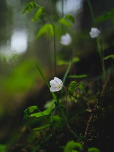 Preview wallpaper oxalis, flower, petals, grass, blur