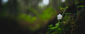 Preview wallpaper oxalis, flower, petals, grass, blur