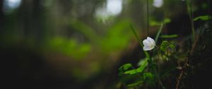 Preview wallpaper oxalis, flower, petals, grass, blur