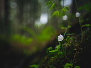 Preview wallpaper oxalis, flower, petals, grass, blur