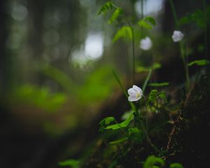 Preview wallpaper oxalis, flower, petals, grass, blur