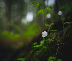 Preview wallpaper oxalis, flower, petals, grass, blur