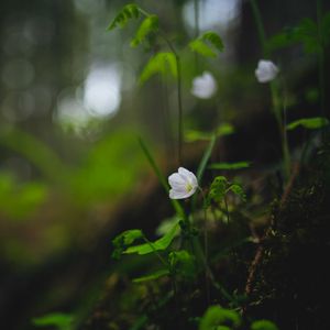 Preview wallpaper oxalis, flower, petals, grass, blur