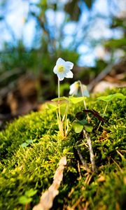 Preview wallpaper oxalis, flower, petals, moss