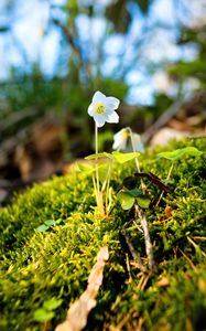 Preview wallpaper oxalis, flower, petals, moss