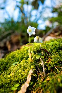 Preview wallpaper oxalis, flower, petals, moss