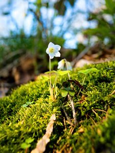 Preview wallpaper oxalis, flower, petals, moss