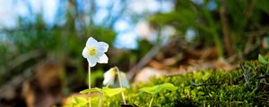 Preview wallpaper oxalis, flower, petals, moss