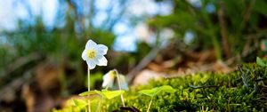 Preview wallpaper oxalis, flower, petals, moss