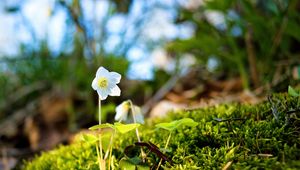 Preview wallpaper oxalis, flower, petals, moss