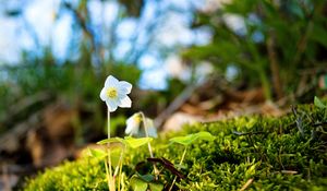 Preview wallpaper oxalis, flower, petals, moss