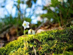 Preview wallpaper oxalis, flower, petals, moss