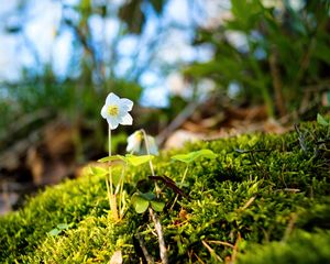 Preview wallpaper oxalis, flower, petals, moss