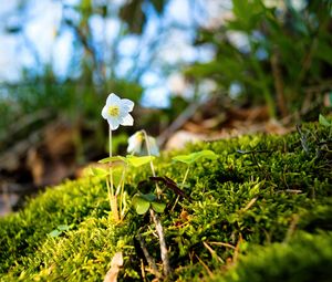 Preview wallpaper oxalis, flower, petals, moss