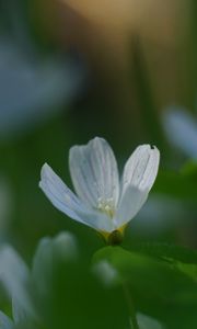 Preview wallpaper oxalis, flower, white, macro