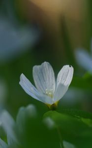 Preview wallpaper oxalis, flower, white, macro