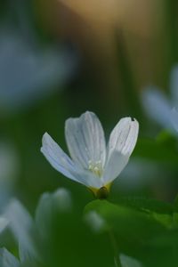 Preview wallpaper oxalis, flower, white, macro