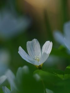 Preview wallpaper oxalis, flower, white, macro