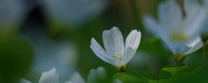 Preview wallpaper oxalis, flower, white, macro