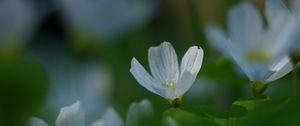 Preview wallpaper oxalis, flower, white, macro