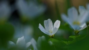 Preview wallpaper oxalis, flower, white, macro