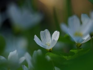 Preview wallpaper oxalis, flower, white, macro