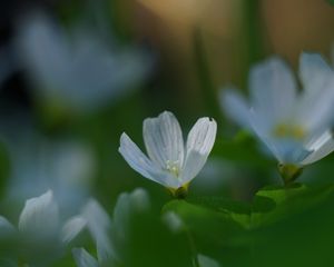 Preview wallpaper oxalis, flower, white, macro