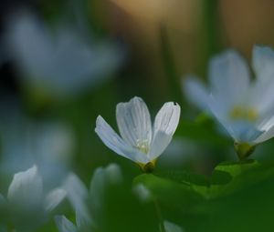 Preview wallpaper oxalis, flower, white, macro