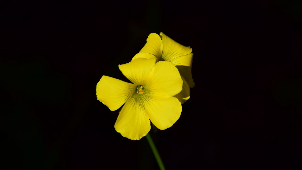 Wallpaper oxalis, flower, yellow, contrast, black background, small, close-up