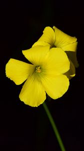 Preview wallpaper oxalis, flower, yellow, contrast, black background, small, close-up