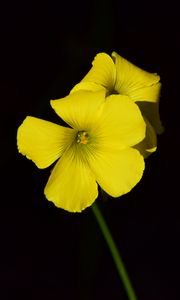 Preview wallpaper oxalis, flower, yellow, contrast, black background, small, close-up