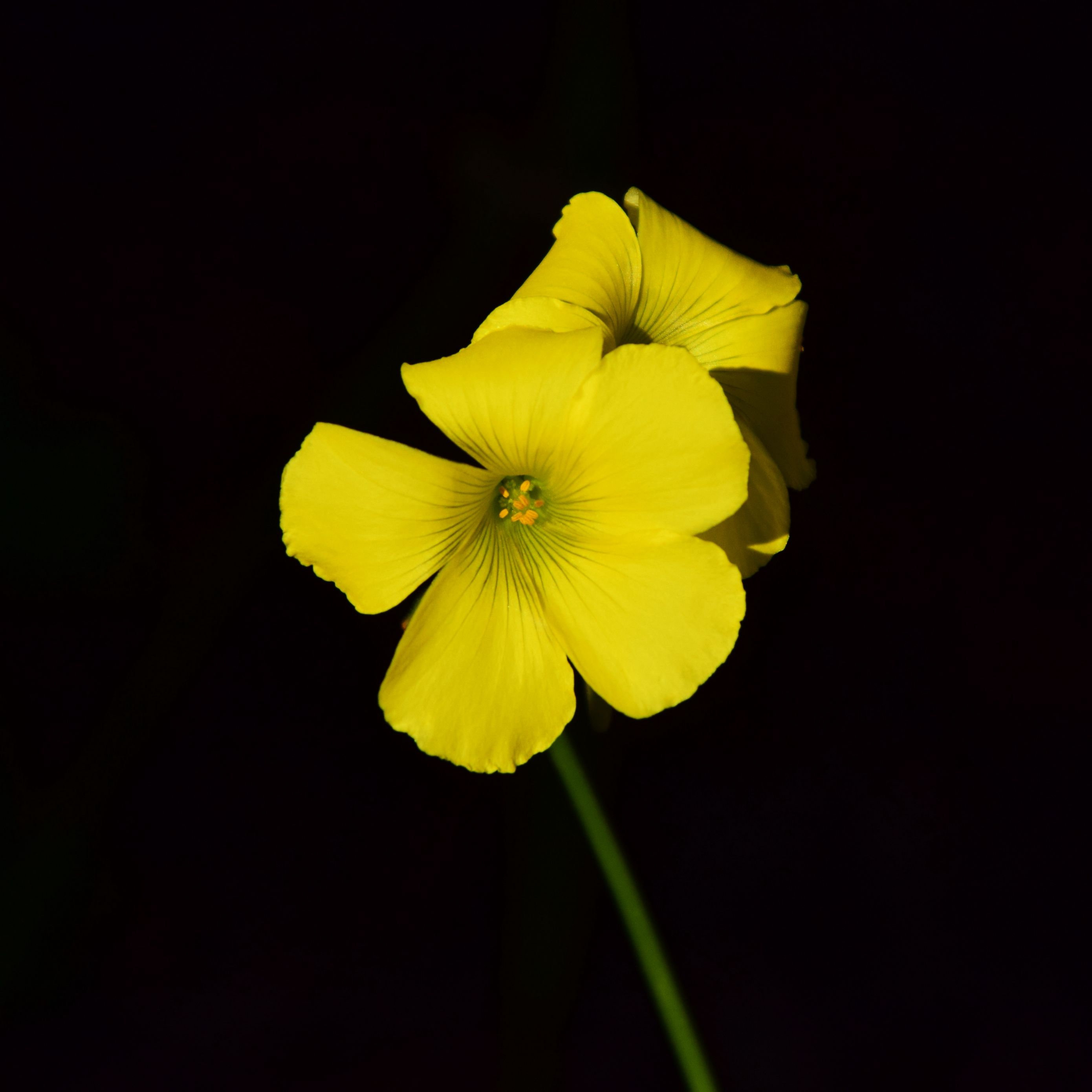 2780x2780 Wallpaper oxalis, flower, yellow, contrast, black background, small, close-up