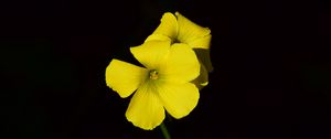 Preview wallpaper oxalis, flower, yellow, contrast, black background, small, close-up