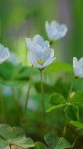 Preview wallpaper oxalis, flowers, petals, leaves, plants, green