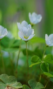 Preview wallpaper oxalis, flowers, petals, leaves, plants, green