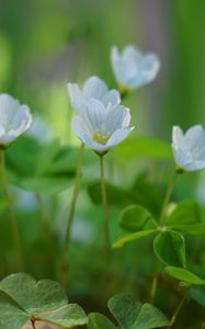 Preview wallpaper oxalis, flowers, petals, leaves, plants, green