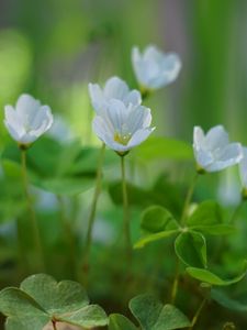 Preview wallpaper oxalis, flowers, petals, leaves, plants, green