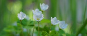 Preview wallpaper oxalis, flowers, petals, leaves, plants, green