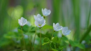 Preview wallpaper oxalis, flowers, petals, leaves, plants, green