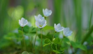 Preview wallpaper oxalis, flowers, petals, leaves, plants, green