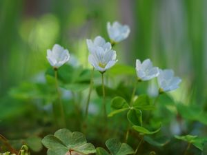 Preview wallpaper oxalis, flowers, petals, leaves, plants, green