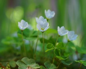 Preview wallpaper oxalis, flowers, petals, leaves, plants, green