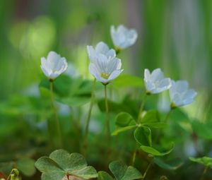 Preview wallpaper oxalis, flowers, petals, leaves, plants, green