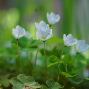 Preview wallpaper oxalis, flowers, petals, leaves, plants, green