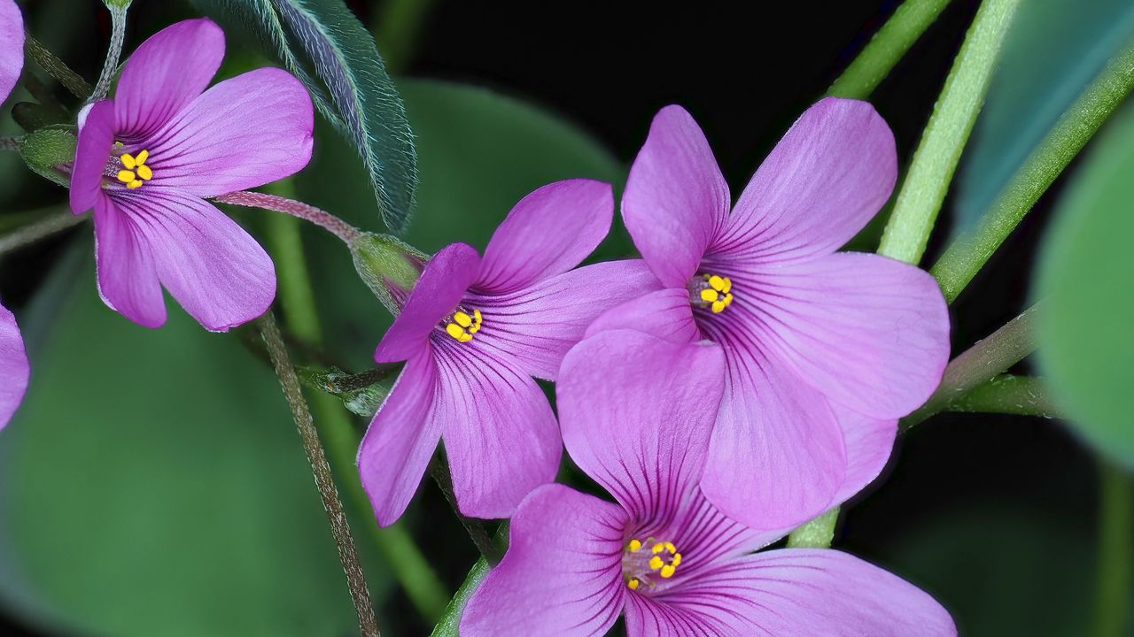 Wallpaper oxalis, flowers, petals, leaves, plants, purple
